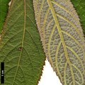 SpeciesSub: subsp. aspera
